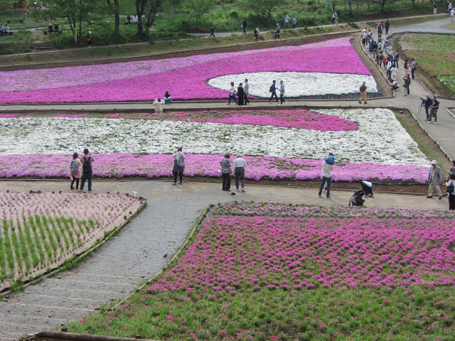 羊山公園．芝櫻之丘 埼玉縣