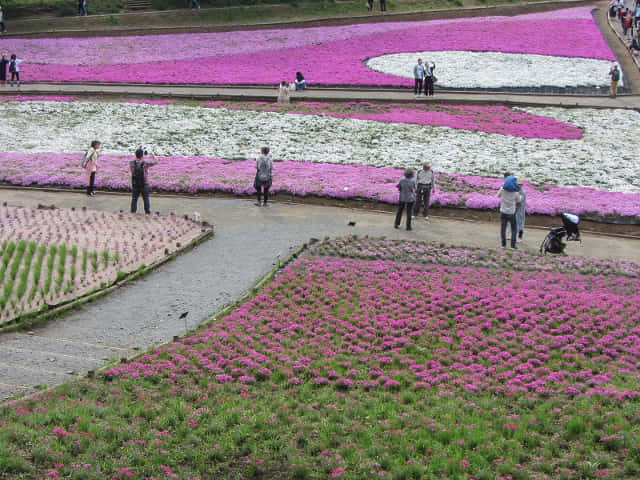 羊山公園．芝櫻之丘 埼玉縣