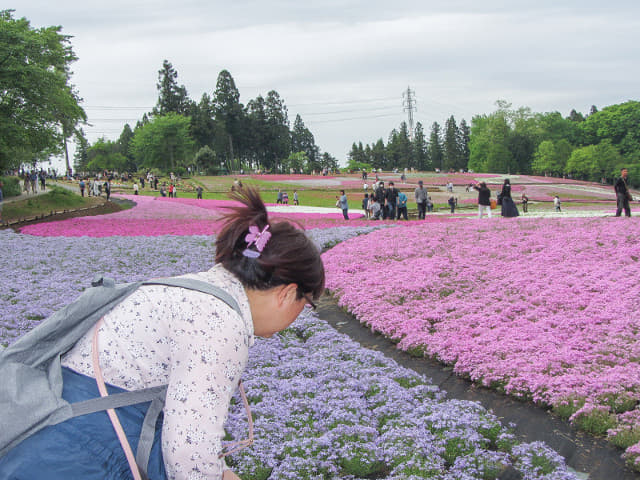 羊山公園．芝櫻之丘 埼玉縣秩父市