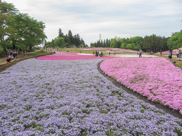 羊山公園．芝櫻之丘 埼玉縣秩父市