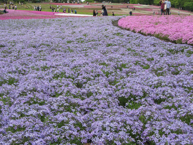 羊山公園．芝櫻之丘 埼玉縣秩父市