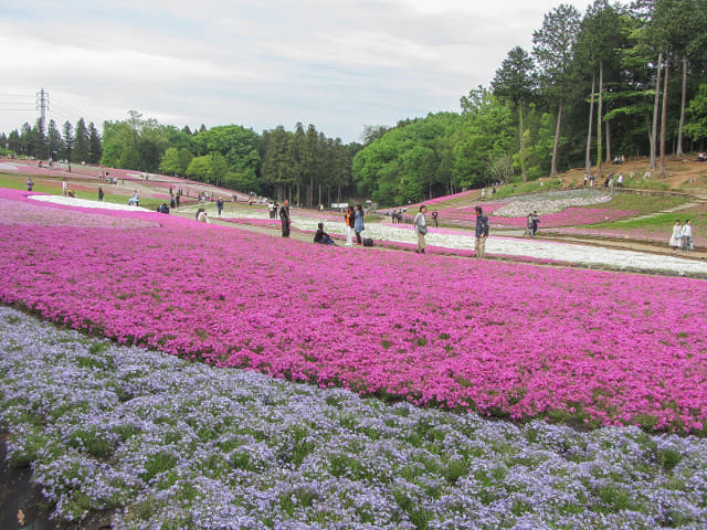 羊山公園．芝櫻之丘 埼玉縣秩父市