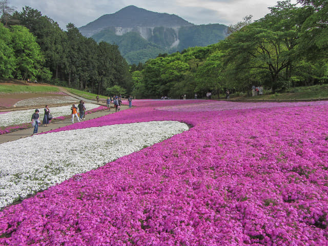 羊山公園．芝櫻之丘 埼玉縣秩父市