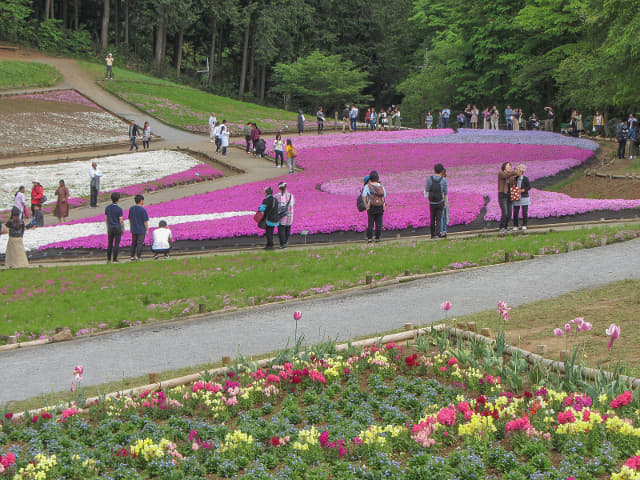 羊山公園．芝櫻之丘 埼玉縣秩父市