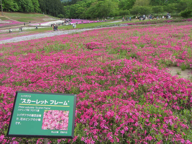 羊山公園．芝櫻之丘 埼玉縣秩父市