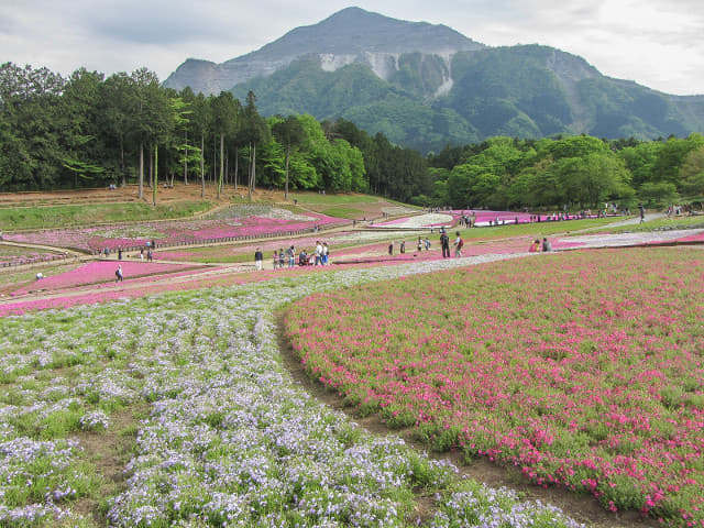 羊山公園．芝櫻之丘 埼玉縣秩父市