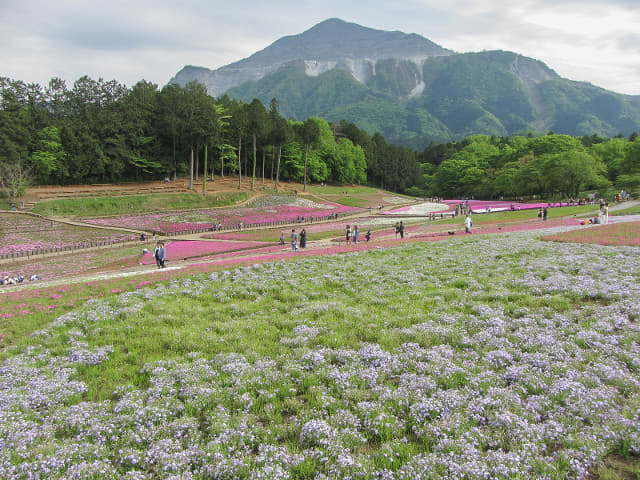 羊山公園．芝櫻之丘 埼玉縣秩父市