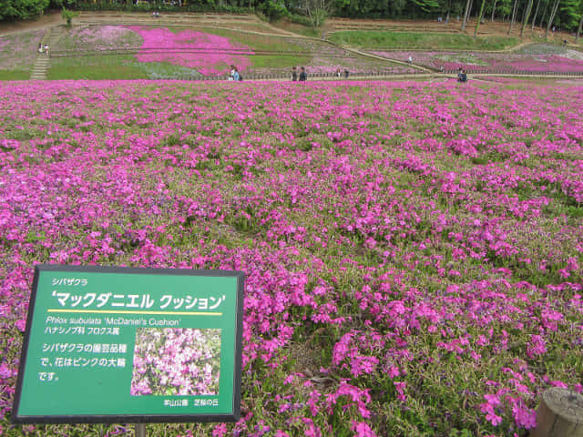 羊山公園．芝櫻之丘 埼玉縣秩父市