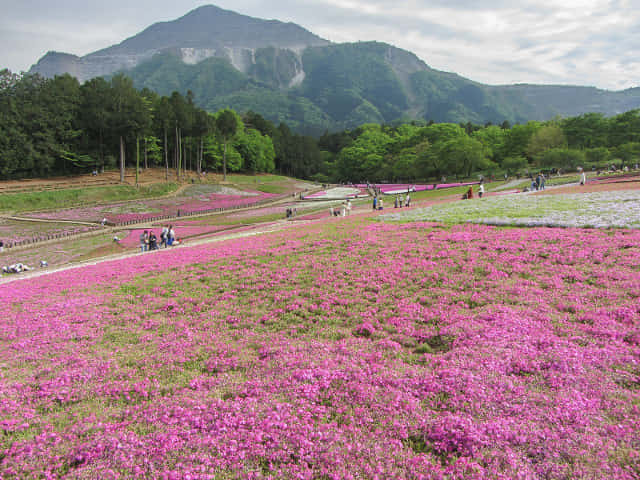 羊山公園．芝櫻之丘 埼玉縣秩父市