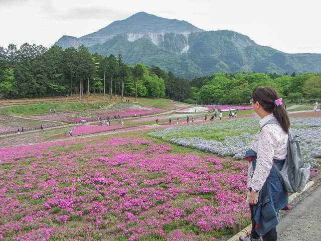 羊山公園．芝櫻之丘 埼玉縣秩父市