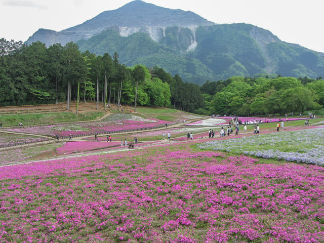 羊山公園．芝櫻之丘 埼玉縣秩父市