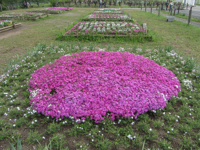 羊山公園．芝櫻之丘