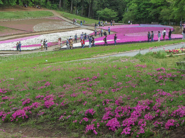 羊山公園．芝櫻之丘