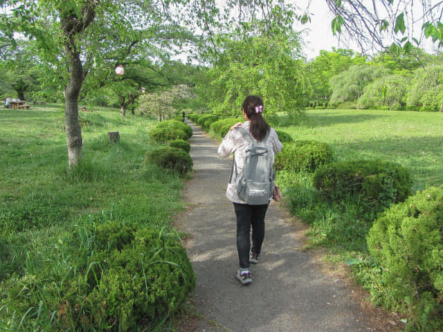 羊山公園 Antioch Park 紅果蒲公英花田 埼玉縣秩父市