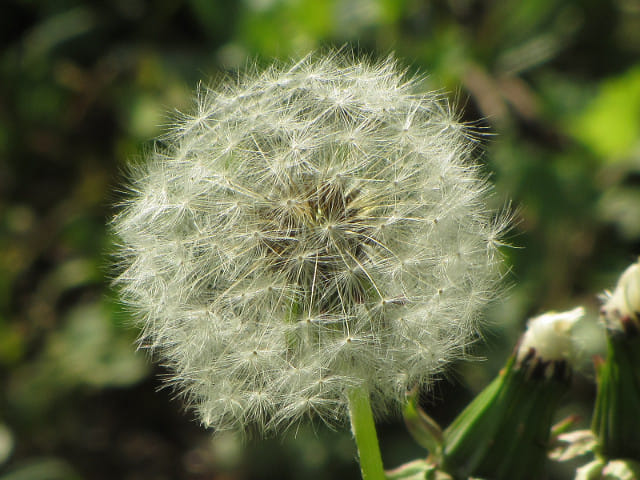 羊山公園 Antioch Park 紅果蒲公英花田 埼玉縣秩父市