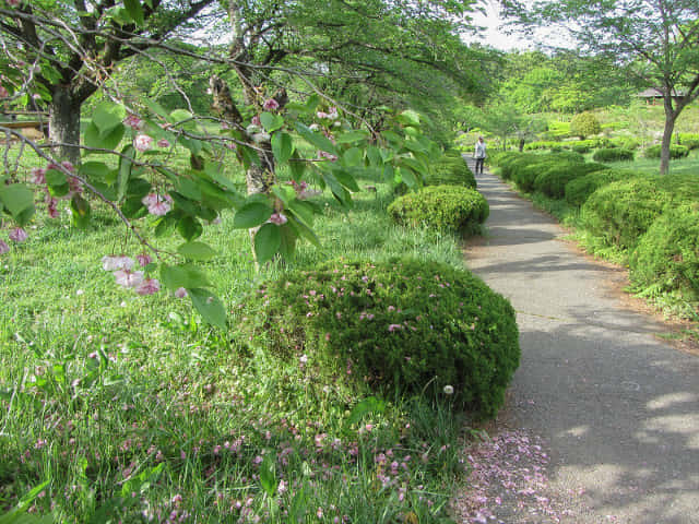 羊山公園 Antioch Park 紅果蒲公英花田 埼玉縣秩父市