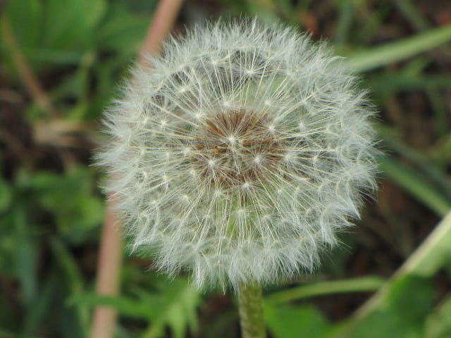 羊山公園 Antioch Park 紅果蒲公英花田 埼玉縣秩父市