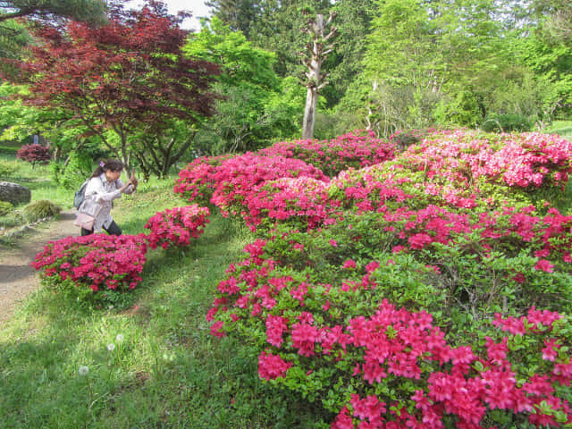 羊山公園 Antioch Park 杜鵑花 埼玉縣秩父市