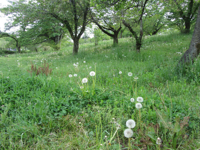 羊山公園 Antioch Park 紅果蒲公英花田 埼玉縣秩父市