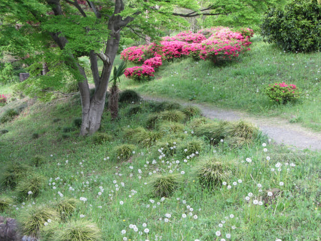 羊山公園 Antioch Park 紅果蒲公英花田 埼玉縣秩父市