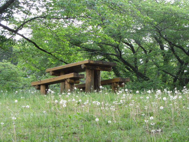 羊山公園 Antioch Park 紅果蒲公英花田 埼玉縣秩父市