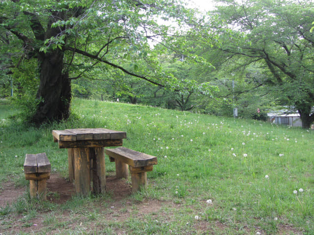 羊山公園 Antioch Park 紅果蒲公英花田 埼玉縣秩父市