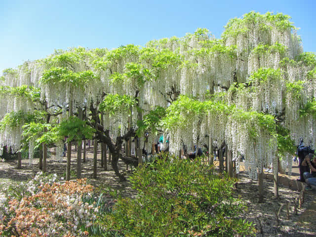 栃木縣．足利花卉公園 白藤花