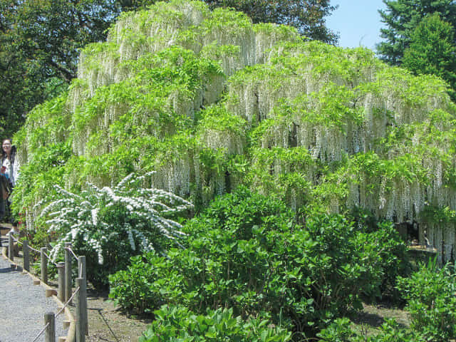 栃木縣．足利花卉公園 白藤花