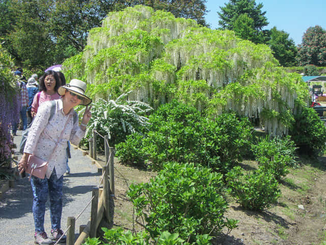 栃木縣．足利花卉公園 白藤花