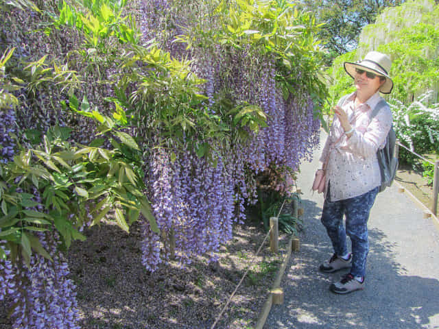 栃木縣．足利花卉公園 紫藤花