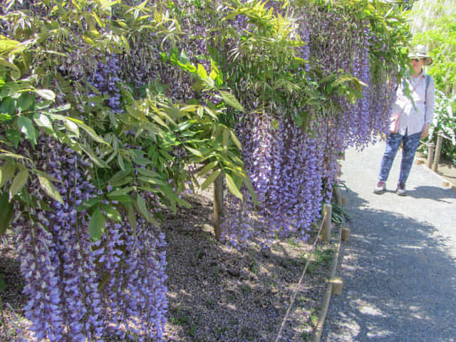 栃木縣．足利花卉公園 紫藤花