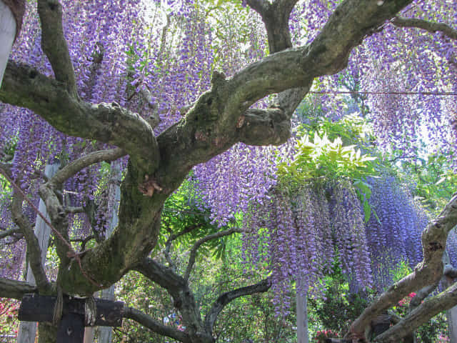 栃木縣．足利花卉公園 紫藤花