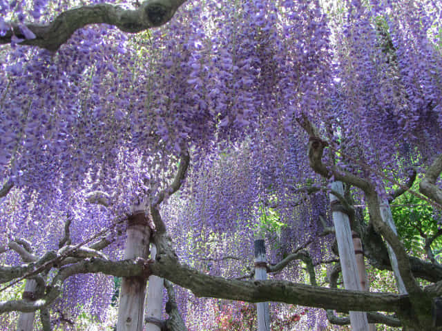 栃木縣．足利花卉公園 紫藤花