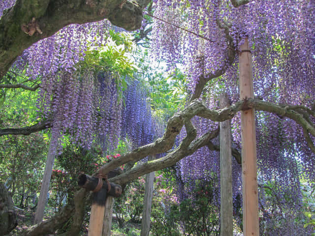 栃木縣．足利花卉公園 紫藤花