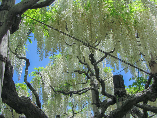 栃木縣．足利花卉公園 白藤花