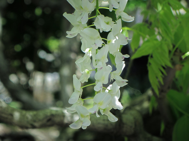 栃木縣．足利花卉公園 白藤花