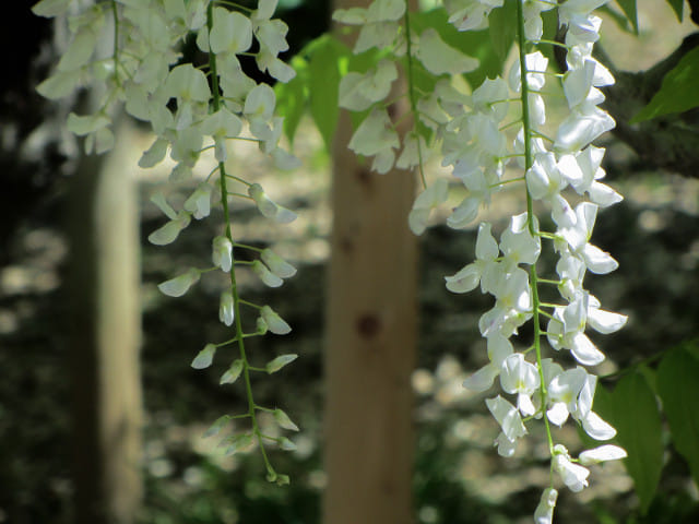 栃木縣．足利花卉公園 白藤花