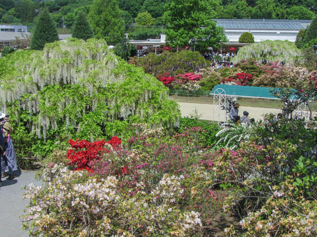 栃木縣．足利花卉公園