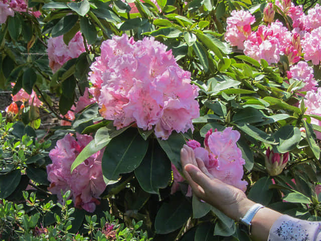 栃木縣．足利花卉公園 牡丹