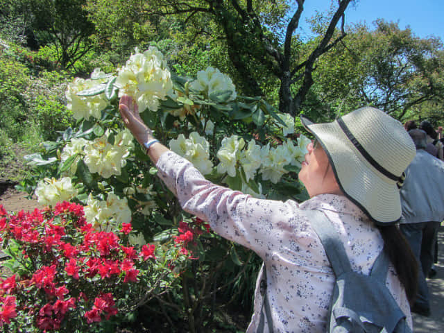 栃木縣．足利花卉公園 牡丹、杜鵑花