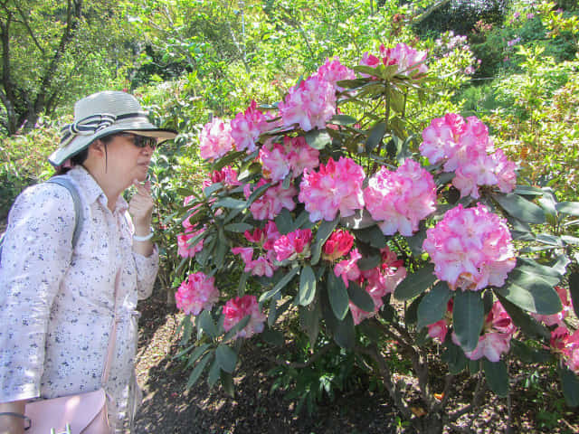 栃木縣．足利花卉公園 牡丹