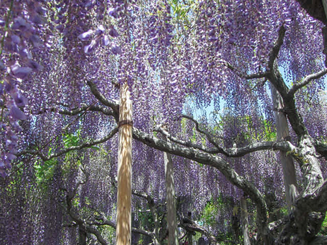 栃木縣．足利花卉公園 紫藤花