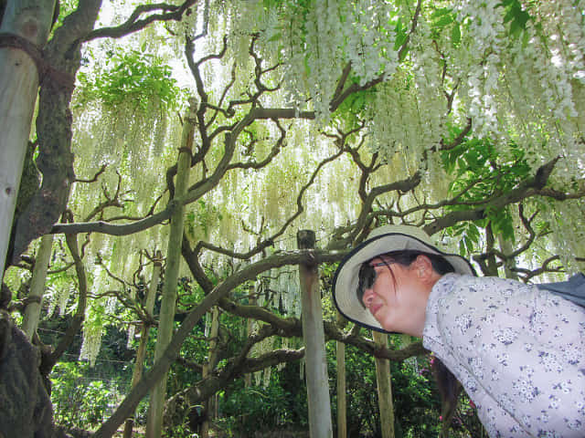 栃木縣．足利花卉公園 白藤花