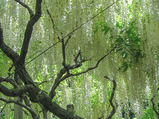 栃木縣．足利花卉公園 白藤花