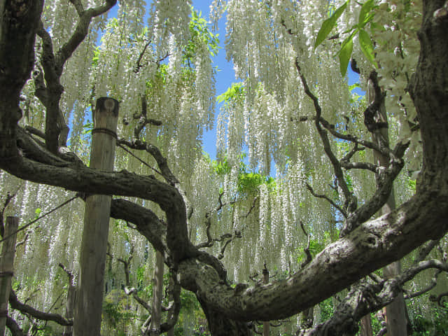 栃木縣．足利花卉公園 白藤花