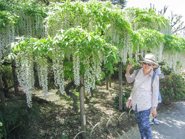 栃木縣．足利花卉公園 白藤花