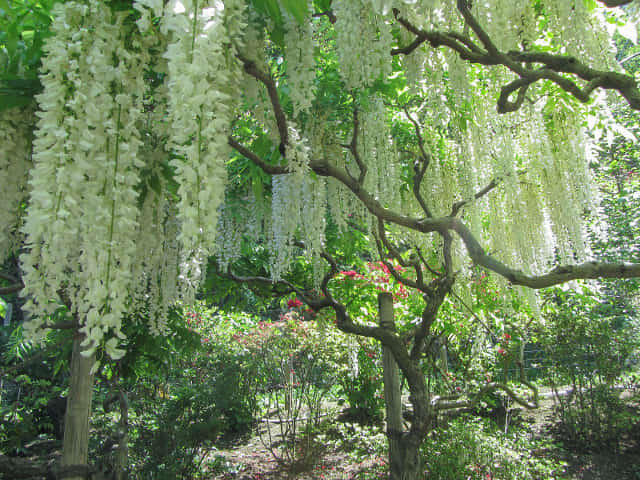 栃木縣．足利花卉公園 白藤花