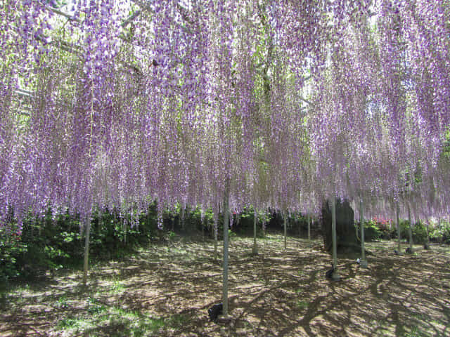 足利花卉公園 紫藤花棚