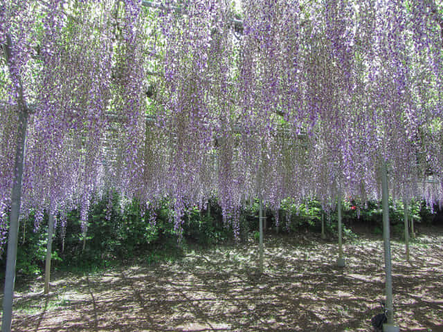 足利花卉公園 紫藤花棚