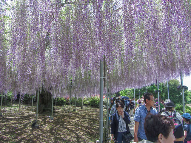 足利花卉公園 紫藤花棚